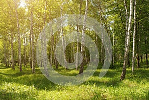 Summer nature landscape with birch forest with nobody