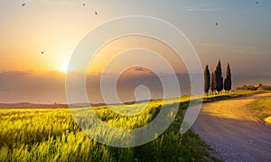 Summer nature landscape Countryside at sunset. Dirt road through a green wheat field. Sunset over the field