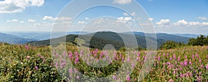 Summer nature scenery with purple wildflowers growing on top of hill