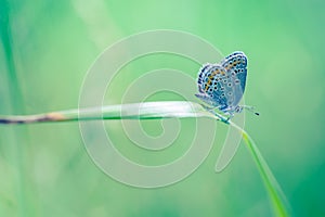 Summer nature view of a beautiful butterfly with colorful meadow background