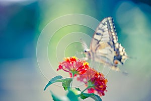 Summer nature view of a beautiful butterfly with colorful meadow. Wonderful summer scene under sunlight.