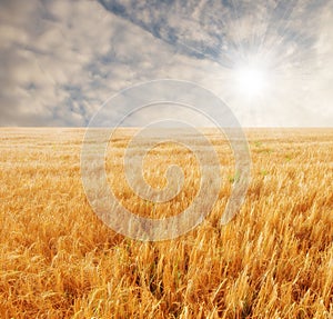 Summer, nature and wheat field in land of countryside, environment and agriculture. Ecology, calm and sustainable with