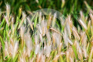 Summer nature wheat grass field landscapes rural