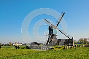 Summer in the netherlands, windmill and  livestock pastures photo