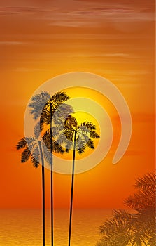 Summer night. Palm trees on the background of