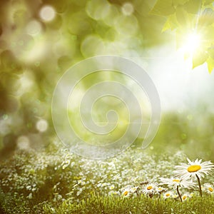 Summer noon backgrounds photo