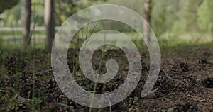 Summer in Norway. Forest with coniferous trees. Close-up - cones, fir branches, paths