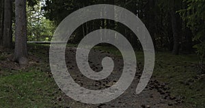 Summer in Norway. Forest with coniferous trees. Close-up - cones, fir branches, paths