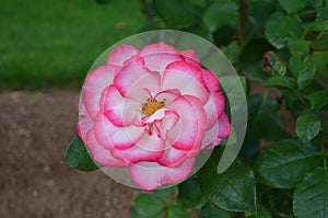 Summer in Nova Scotia: Closeup of Hannah Gordon Rose