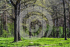 Summer oak forest thickets of oak trees.