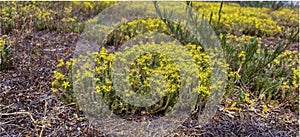 in summer, the ochitok plant blooms yellow in the city photo