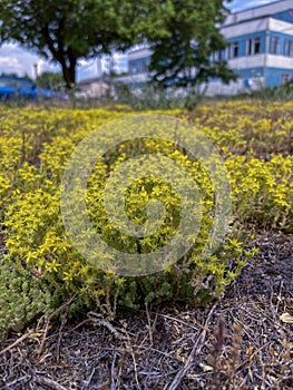 in summer, the ochitok plant blooms yellow in the city photo