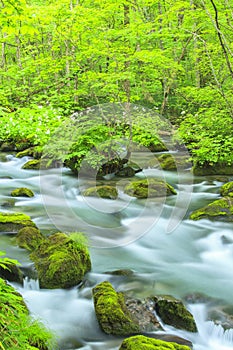 Summer of Oirase Stream