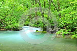 Summer of Oirase Stream