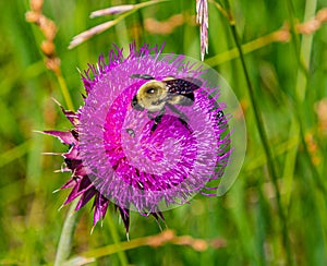 Summer in Omaha, Cirsium occidentale - Cobweb Thistle purple flower with bumblebee in Ed Zorinsky lake park, Omaha, Nebraska