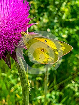 Summer in Omaha, close up Colias eurytheme yellow butterfly on Musk thistle, pink flower at Ed Zorinsky lake park, Omaha, Nebraska