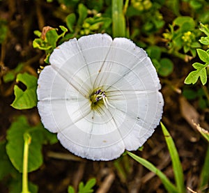Summer in Omaha,  Convolvulus, bindweed and morning glory, white flower at Ed Zorinsky lake park, Omaha, Nebraska