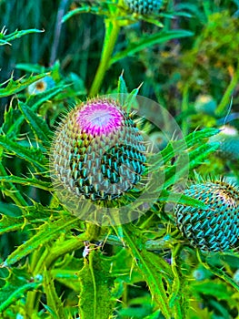 Summer in Omaha, Flowering buds of purple thistle flower  Ed Zorinsky Lake Park Omaha NE