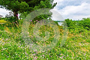 Summer in Omaha, generic flowers and purple thistle and vegetation at edge of lake at Ed Zorinsky lake park, Omaha, Nebraska, USA