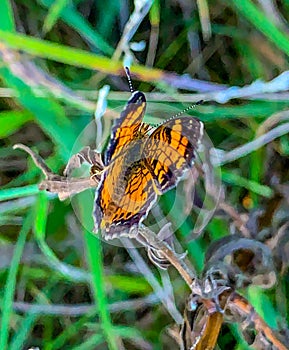 Summer in Omaha, Orange and Black Pearl Crescent Butterfly Phyciodes tharos, at Ed Zorinsky lake park, Omaha, Nebraska, USA