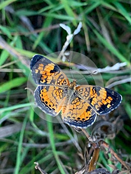 Summer in Omaha, Orange and Black Pearl Crescent Butterfly Phyciodes tharos, at Ed Zorinsky lake park, Omaha, Nebraska, USA