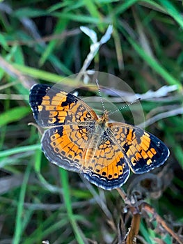 Summer in Omaha, Orange and Black Pearl Crescent Butterfly Phyciodes tharos, at Ed Zorinsky lake park, Omaha, Nebraska, USA