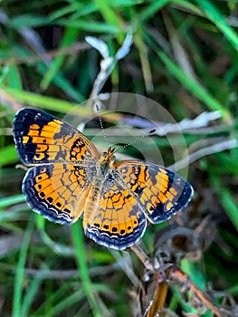 Summer in Omaha, Orange and Black Pearl Crescent Butterfly Phyciodes tharos, at Ed Zorinsky lake park, Omaha, Nebraska, USA