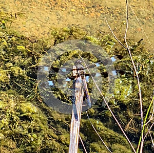 Summer in Omaha, The twelve-spotted skimmer, Libellula pulchella, dragonfly  at Ed Zorinsky lake park, Omaha, Nebraska