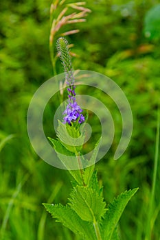 Summer in Omaha, Verbena stricta, Hoary Vervain purple flowers at Ed Zorinsky lake park, Omaha, Nebraska