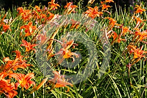 Summer orange daylily in blossom