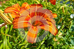 Summer Orange Daylily Flowers