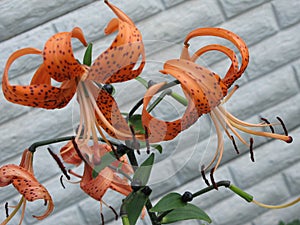 Summer orange spotted lilies