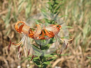 Summer orange spotted lily