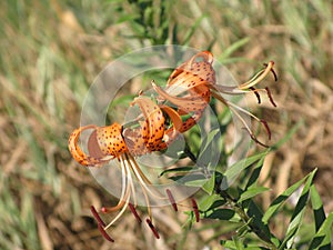 Summer orange spotted lily