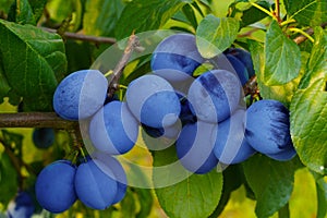 Summer in the orchard. Branch of a plum tree with lots of fruit.