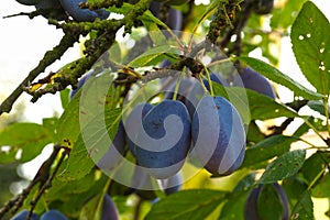 Summer in the orchard. Branch of a plum tree with lots of fruit