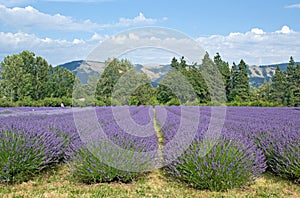 Summer Oregon Lavender Fields