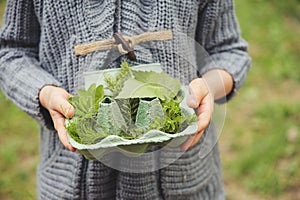 Summer outdoor activity for kids - scavenger hunt, leaves sorting in egg box