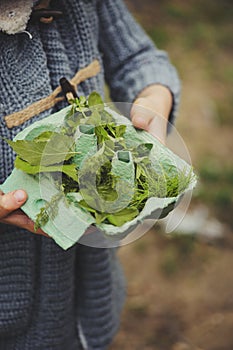 Summer outdoor activity for kids - scavenger hunt, leaves sorting in egg box