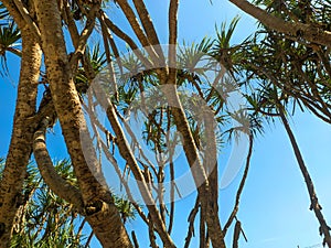 Summer outdoor background with leaves of Pandanus tree, blue sky, floating white clouds