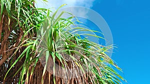 Summer outdoor background with  leaves of Pandanus tree, blue sky, floating white clouds. Blue natural copy space and fresh green