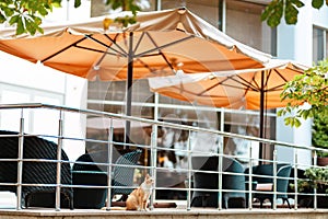 Summer outdoor cafe with wicker chairs and umbrellas. A stray cat sits near the fence