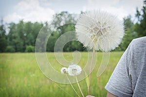 Summer outdoor portrait of a romantic girl with a big fluffy dandelion. the child holds a dry dandelion in his hands