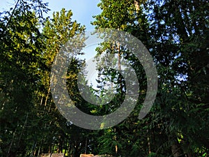 Summer Pacific Northwest PNW forest, woods landscape