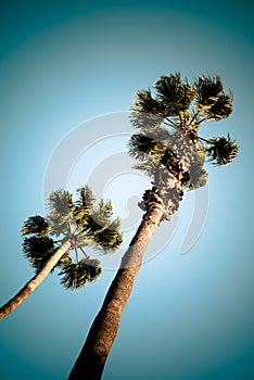 Summer Palms in Southern California photo