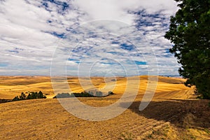 Summer in The Palouse, Washington