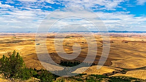 Summer in The Palouse, Washington