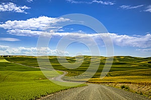 Summer in Palouse Washington during canola bloom