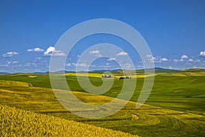 Summer in Palouse Washington during canola bloom