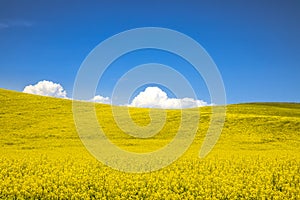 Summer in Palouse Washington during canola bloom